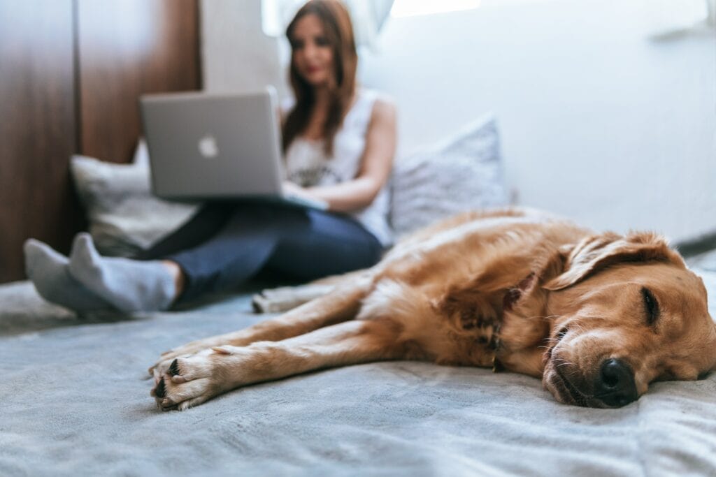 Woman sitting on her bed doing work as her dog has a nap beside her.